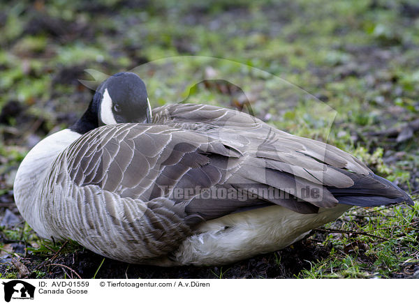 Schlafende Kanadagans / Canada Goose / AVD-01559