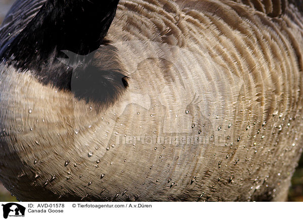 Wassertropfen an Kanadagansbrust / Canada Goose / AVD-01578