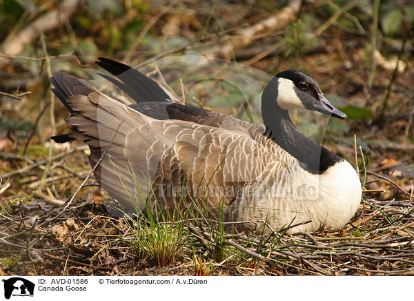 Kanadagans auf ihrem Nest / Canada Goose / AVD-01586