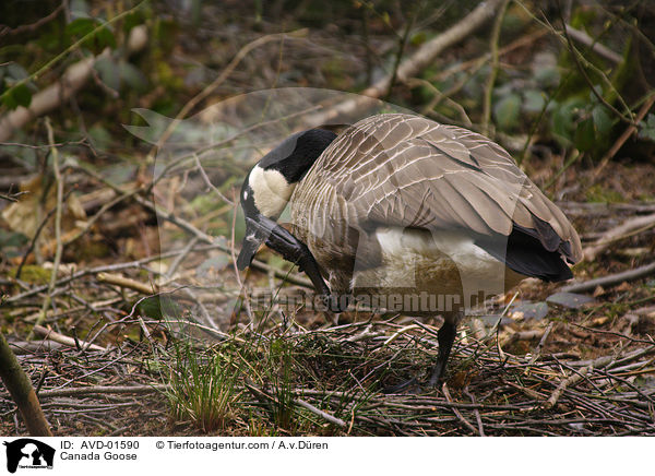 Kanadagans bei der Gefiederpflege am Nest / Canada Goose / AVD-01590