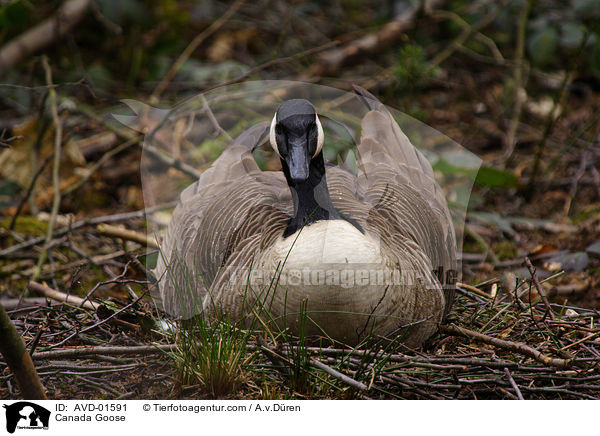 Kanadagans auf ihrem Nest / Canada Goose / AVD-01591