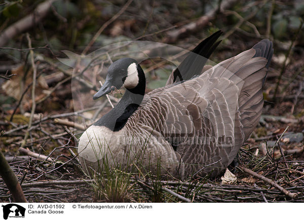 Kanadagans auf ihrem Nest / Canada Goose / AVD-01592