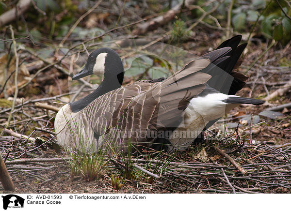 Kanadagans auf ihrem Nest / Canada Goose / AVD-01593