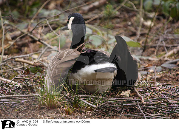 Kanadagans auf ihrem Nest / Canada Goose / AVD-01594