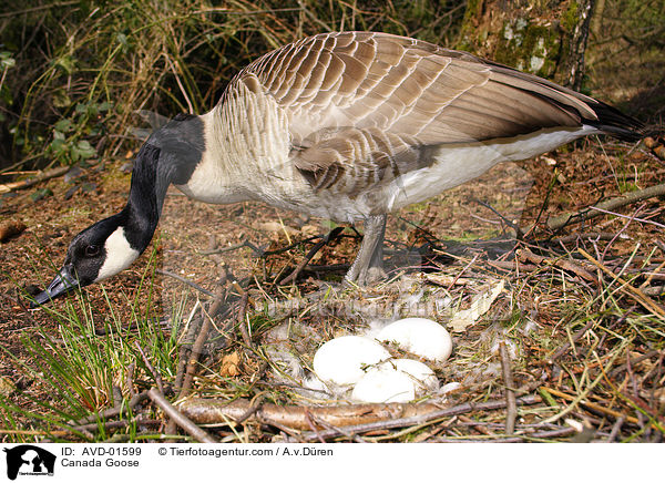 Kanadagans an ihrem Gelege im Nest / Canada Goose / AVD-01599