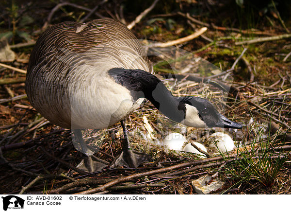 Kanadagans an ihrem Gelege im Nest / Canada Goose / AVD-01602