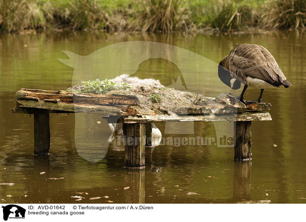 Kanadagans am Nest auf Brutplattform / breeding canada goose / AVD-01642