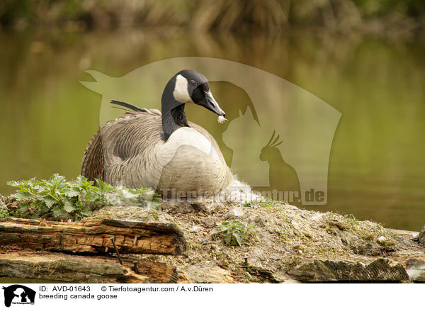 Kanadagans auf ihrem Gelege / breeding canada goose / AVD-01643