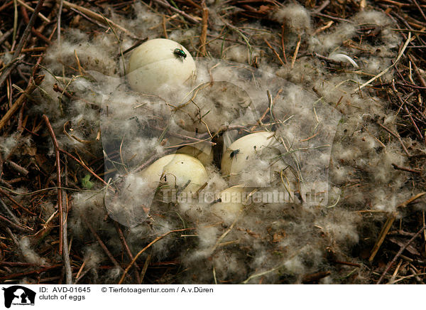 Kanadagans Gelege / clutch of eggs / AVD-01645