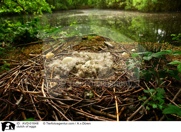 Kanadagans Gelege / clutch of eggs / AVD-01648