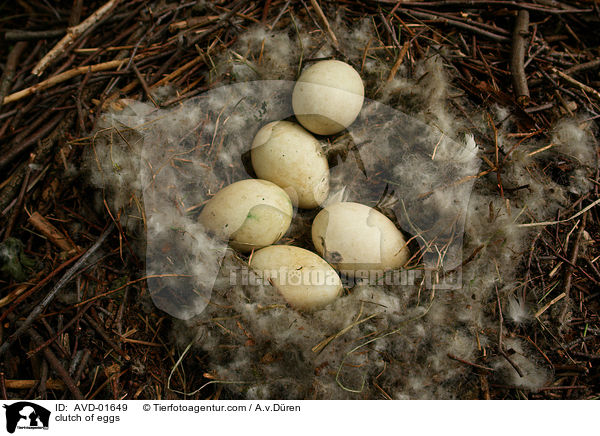 Kanadagans Gelege / clutch of eggs / AVD-01649