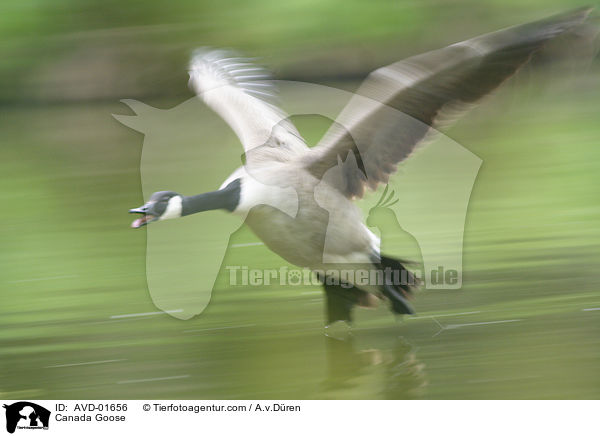Canada Goose / AVD-01656