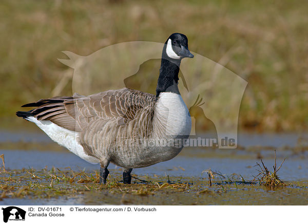 Canada Goose / DV-01671