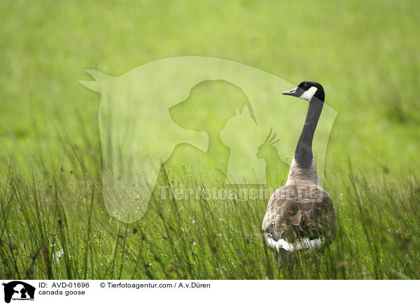 Kanadagans / canada goose / AVD-01696