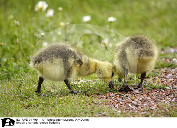 Kanadaganskken bei Nahrungssuche / foraging canada goose fledgling / AVD-01799