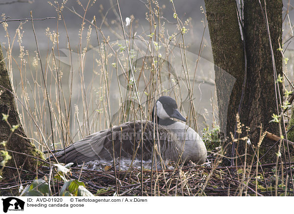 br�tende Kanadagans / breeding candada goose / AVD-01920