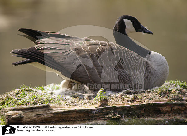 brtende Kanadagans / breeding candada goose / AVD-01926