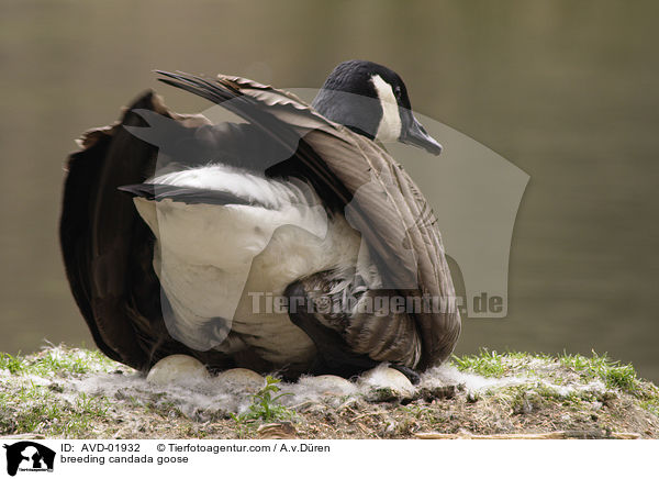 brtende Kanadagans / breeding candada goose / AVD-01932