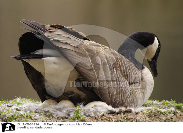 brtende Kanadagans / breeding candada goose / AVD-01934