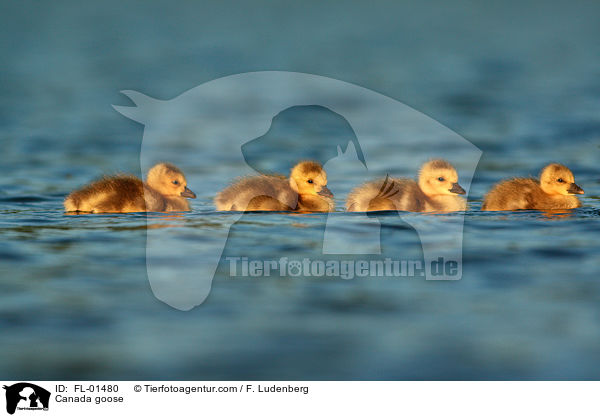 Kanadagnse Kken / Canada goose / FL-01480