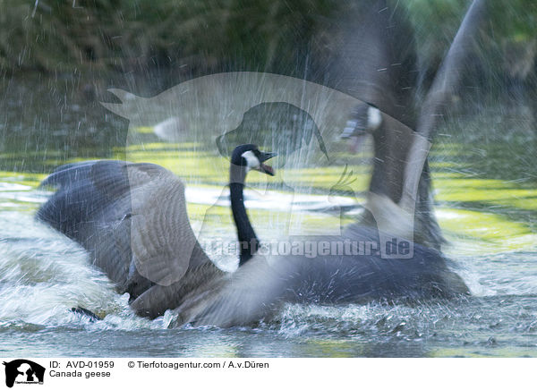 Kanadagnse / Canada geese / AVD-01959