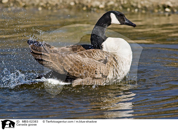 Kanadagans / Canada goose / MBS-02383