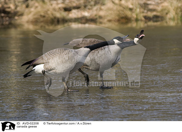 Kanadagnse / canada geese / AVD-02208
