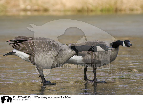 Kanadagnse / canada geese / AVD-02215