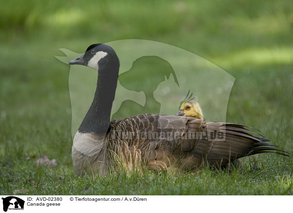 Kanadagnse / Canada geese / AVD-02380