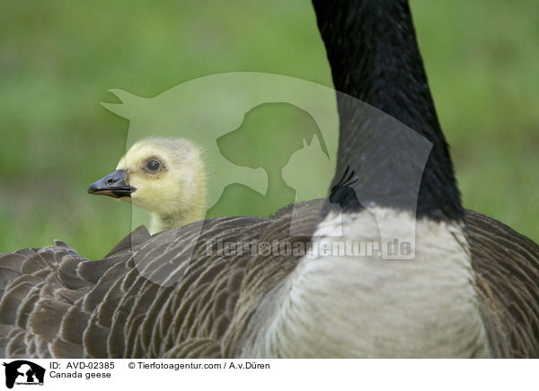 Kanadagnse / Canada geese / AVD-02385