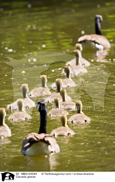 Kanadagnse / Canada geese / MBS-04094