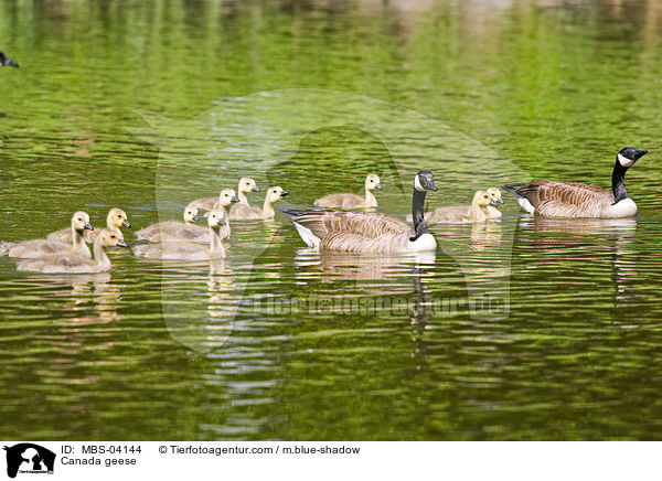 Kanadagnse / Canada geese / MBS-04144