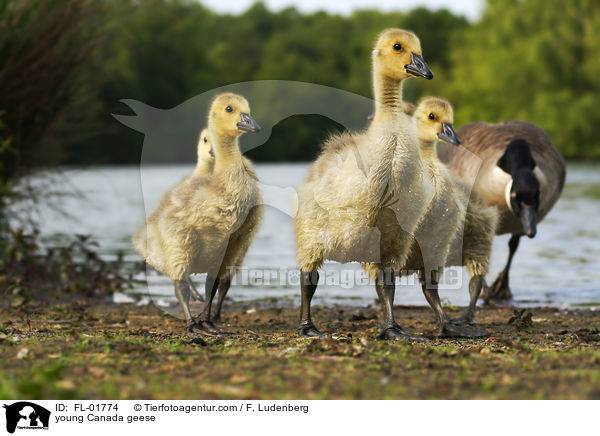 junge Kanadagnse / young Canada geese / FL-01774
