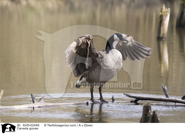 Kanadagans / Canada goose / AVD-02495