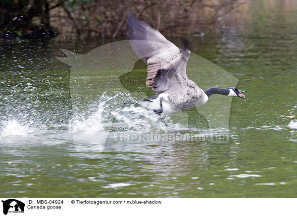 Kanadagans / Canada goose / MBS-04924