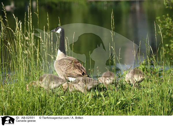 Kanadagnse / Canada geese / AB-02551