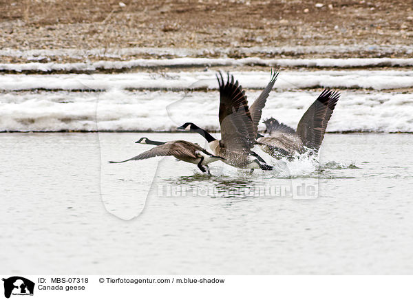 Kanadagnse / Canada geese / MBS-07318