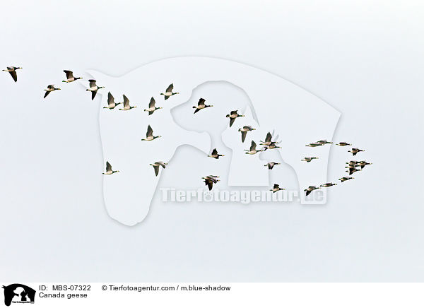 Kanadagnse / Canada geese / MBS-07322