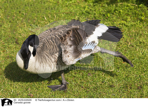 Kanadagans / Canada goose / AVD-02929