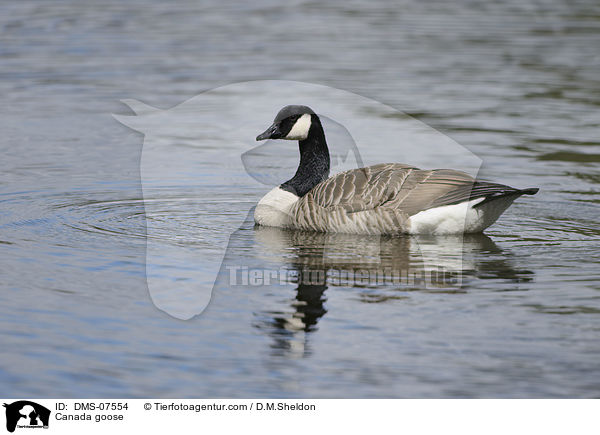 Kanadagans / Canada goose / DMS-07554