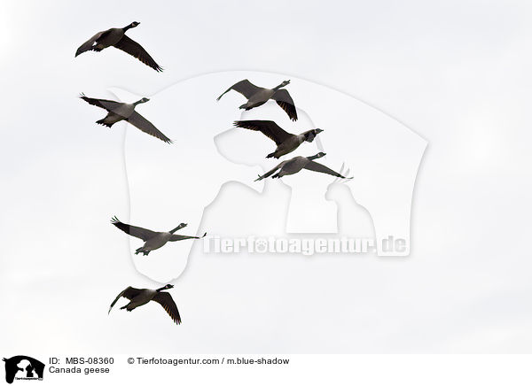 Kanadagnse / Canada geese / MBS-08360