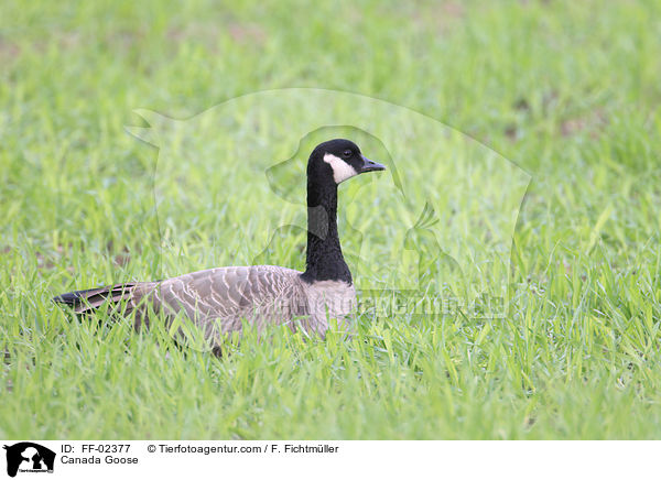 Kanadagans / Canada Goose / FF-02377