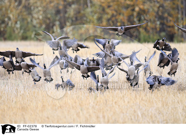 Kanadagnse / Canada Geese / FF-02378