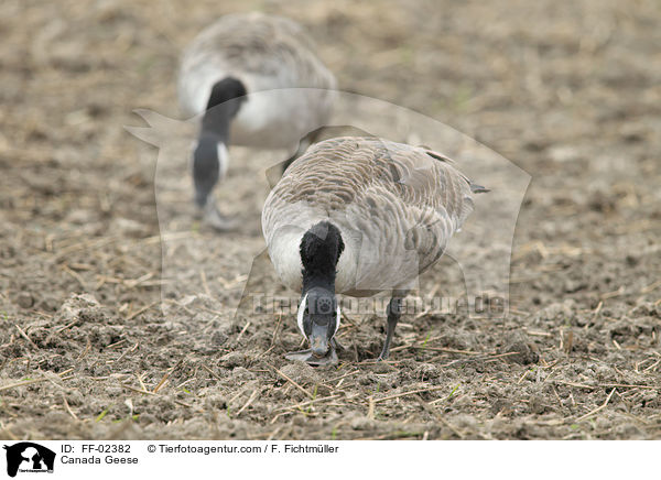 Kanadagnse / Canada Geese / FF-02382