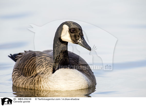 Kanadagans / Canada goose / MBS-09238
