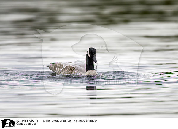Kanadagans / Canada goose / MBS-09241