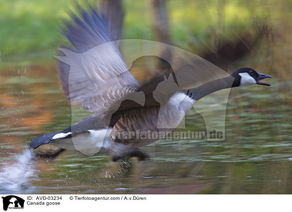 Kanadagans / Canada goose / AVD-03234