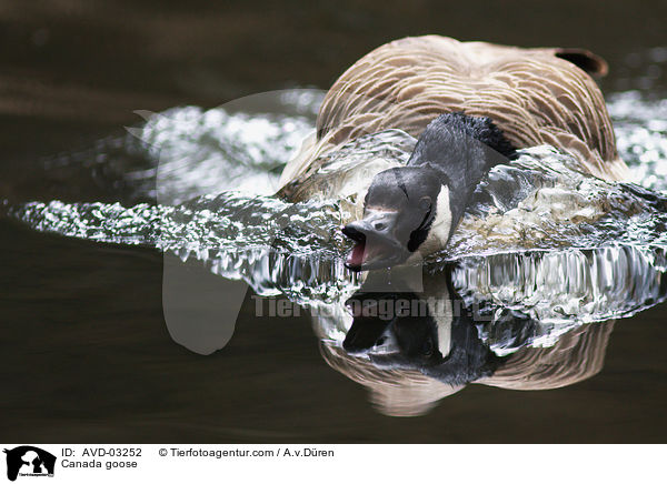 Kanadagans / Canada goose / AVD-03252