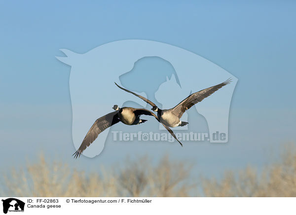 Kanadagnse / Canada geese / FF-02863