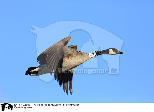 Kanadagans / Canada goose / FF-02869